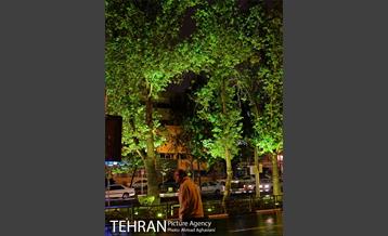 نورپردازی درختان بلوار میرداماد 7