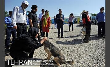 نقاهتگاه سگ های بدون صاحب واقع در آراد کوه 48