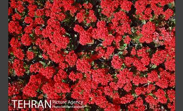 نمایشگاه گل و گیاه نوروزی در پیاده راه ۱۷ شهریور