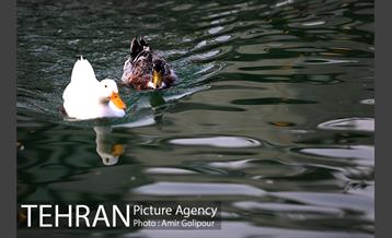 بوستان گفتگو‎ 17