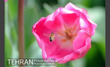 رویش گل های لاله در باغ ایرانی 30