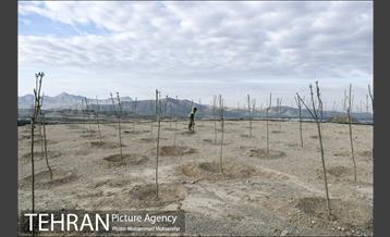 بازدید از پروژه جنگل کاری 1250 هکتاری 18