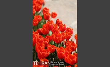 باغ گل لاله های ایرانی در بوستان آبشار تهران‎ 25