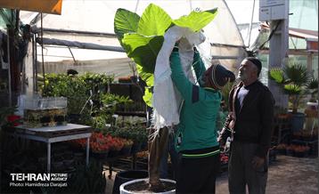 بازار گل محلاتی  39