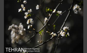 بهار در تهران 11