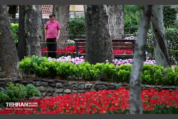 لاله‌ها میهمان باغ ایرانی 20