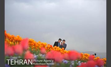 رویش گل های لاله در میدان آزادی 44