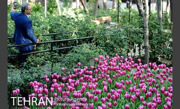 رویش گل های لاله در باغ ایرانی 7