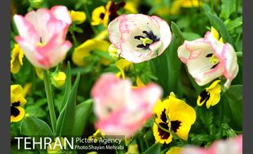 رویش گل لاله در پارک شهر 15