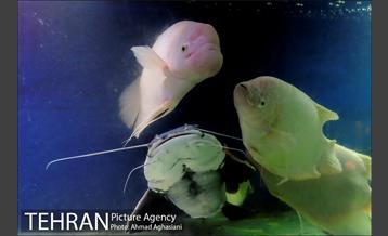 آکواریوم پارک شهر 9