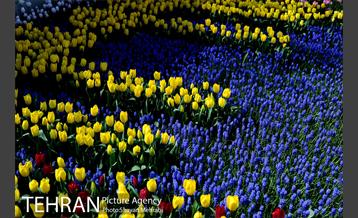 پیاده راه لاله مادران 16