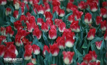 به وقت اردیبهشت؛ باغ ایرانی 32