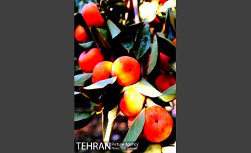 گذری در کوچه پس کوچه های محله کن‎ 19