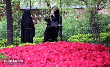 لاله‌ها میهمان باغ ایرانی 12