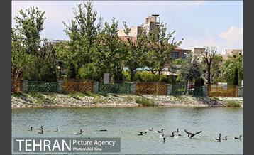 حضور پرندگان مهاجر در تهران 1