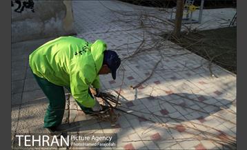 عملیات هرس درختان درمعابر و بوستانهای مناطق تهران 27
