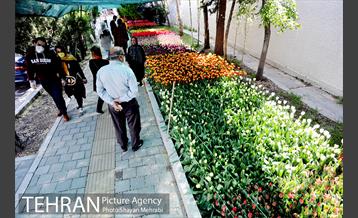 پیاده راه لاله مادران 37