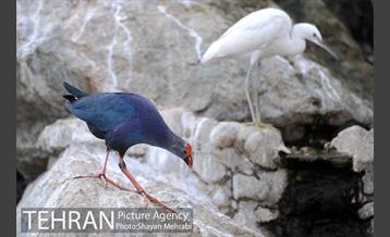 باغ پرندگان تهران 28