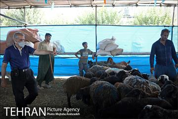 مرکز عرضه دام بهداشتی به مناسبت عید قربان در منطقه 14