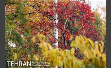 سمفونی برگ های پاییزی 12