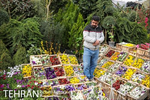 بازار گل و گیاه غرب تهران در آستانه نوروز 22