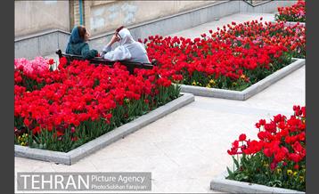 رویش گل های لاله در بوستان گفتگو 14