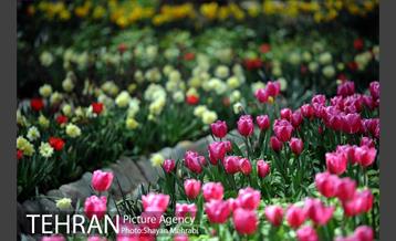 رویش گل های لاله در باغ ایرانی 4