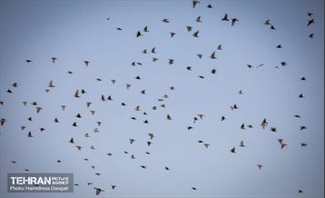 بازدید معاون دادستان کل کشور از مجتمع دفع و پردازش آرادکوه 40