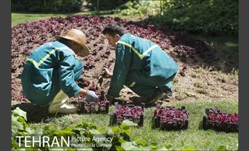 بوستان شفق‎ 12