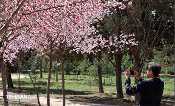 شکوفه‌های بهاری در بوستان سمن‌ها 33