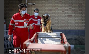 سگ های آنست 21