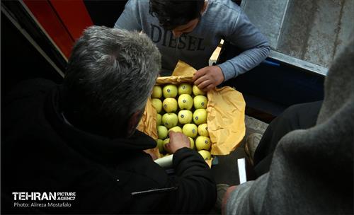 توزیع میوه شب عید قیمت تنظیم بازار در میادین و بازارهای میوه و تره‌بار 5