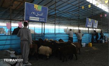عرضه دام زنده بهداشتی ویژه روز عرفه و عید قربان 31