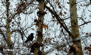 روز برفی در منطقه 8 1