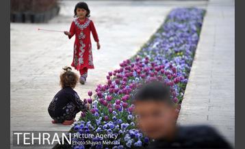 رویش گل های لاله در میدان آزادی 21