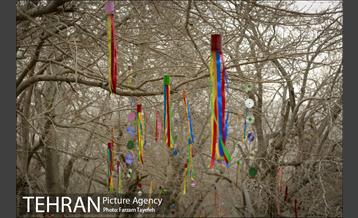 آرایش درختان کهنسال توت در محله کن 9