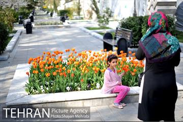 رویش گل های لاله در پارک ملت 11