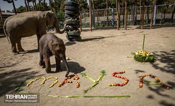 «مایسا» یکساله شد 23