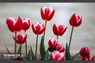 تور عکاسی از باغ ایرانی 26