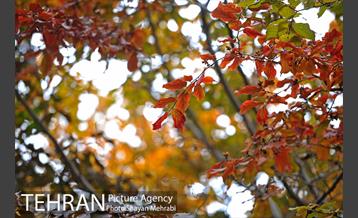 طبیعت پاییزی بوستان لاله 28