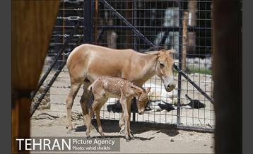 باغ وحش ارم 20