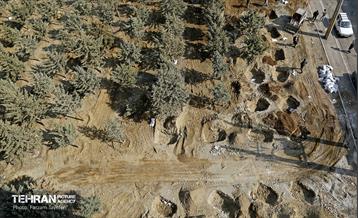 جابجایی اصولی 106 اصله درخت در منطقه 5 شهرداری 21