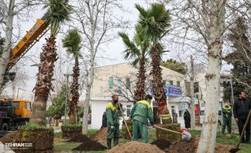 کاشت نخل های کهنسال به یاد شهدا در منطقه ۱۳