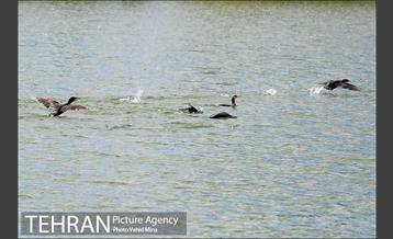 حضور پرندگان مهاجر در تهران 2