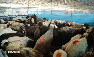 عرضه دام زنده بهداشتی ویژه روز عرفه و عید قربان 13
