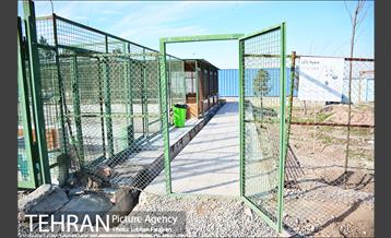 مرکز نگهداری سگ های بدون صاحب  14