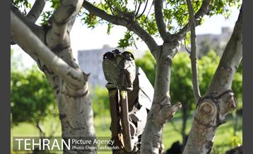 بوستان بازیافت 17