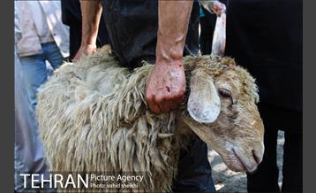 بازار فروش دام در محله طرشت به مناسبت عید قربان 8