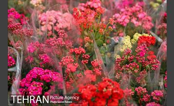 بازار گل و گیاه غرب تهران در آستانه نوروز 6