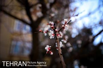 بهار در تهران 14